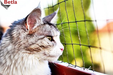 Siatki Trzebinia - Siatka zabezpieczająca okna przed kotem dla terenów Trzebini